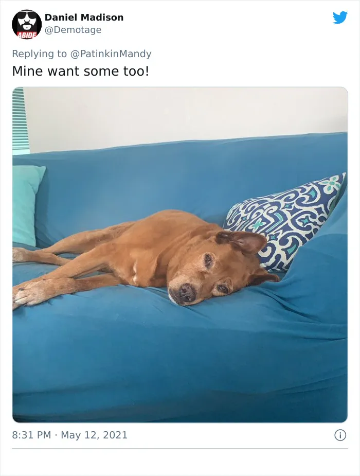 29 Dogs Making Faces To Let Their Owners Know How Much They Want Their Food