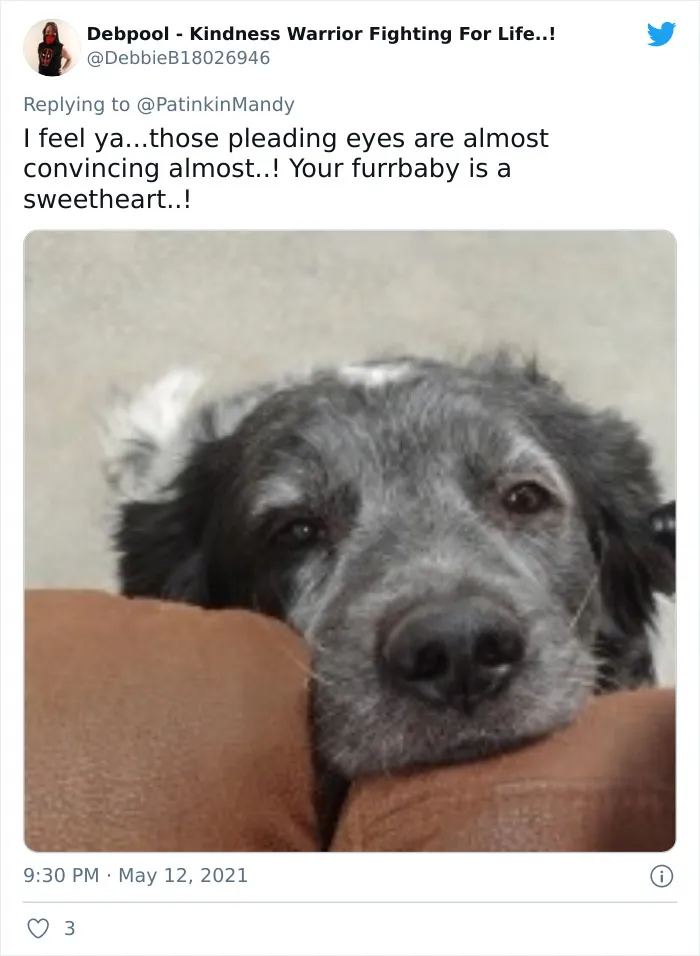 29 Dogs Making Faces To Let Their Owners Know How Much They Want Their Food