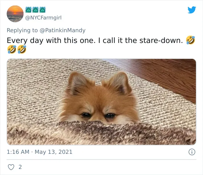 29 Dogs Making Faces To Let Their Owners Know How Much They Want Their Food