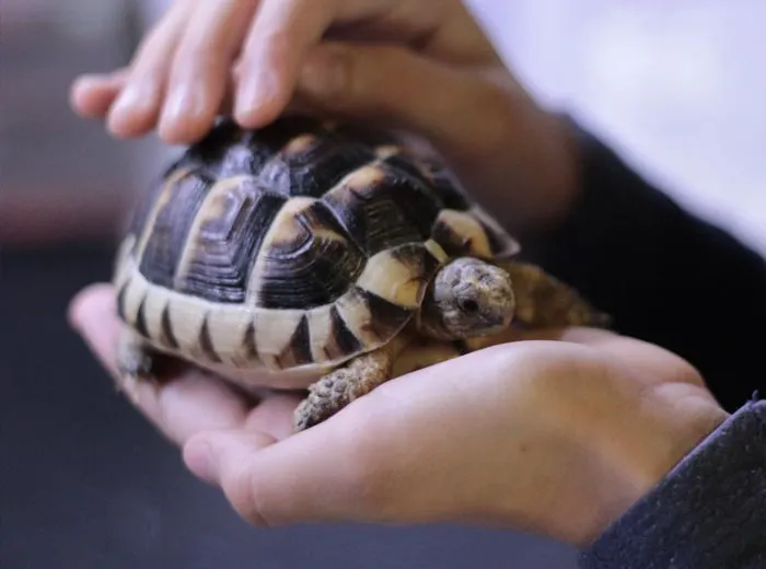 30 Incredibly Kind Acts Pets Did For Their Owners That Prove A Pet's Love Has No Limits