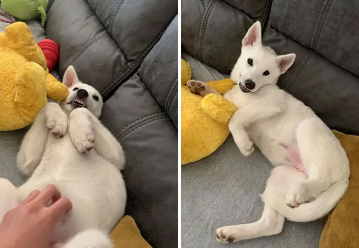 50 Moments Of Dogs Malfunctioning And Their Humans Failing To Resist The Urge To Document It For The #UnflatteringDogPhotoChallenge (New Pics)
