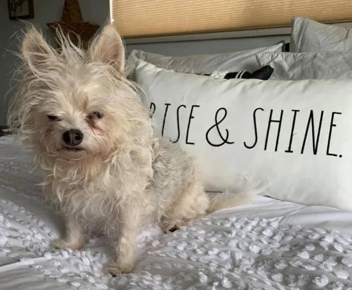 50 Fotos de perros nada favorecidos para el desafío #UnflatteringDogPhotoChallenge