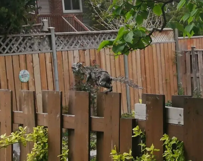 Wet Squirrels Look Like Something From The Apocalypse. This Poor Guy Fell Out Of A Tree And Into Our Pool Just Moments Before