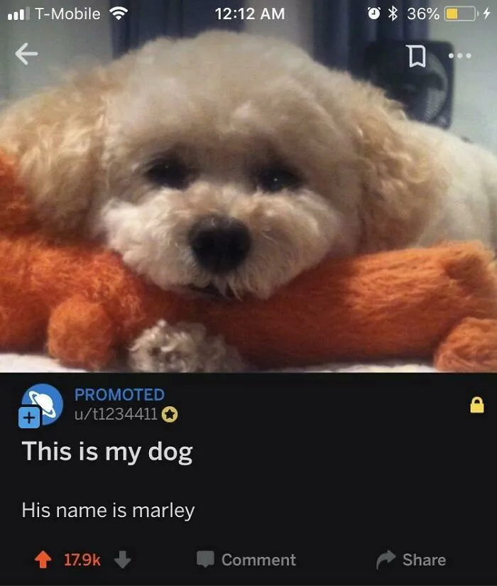 Somebody Paid To Promote Their Dog