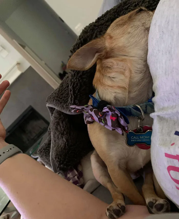 50 Moments Of Dogs Malfunctioning And Their Humans Failing To Resist The Urge To Document It For The #UnflatteringDogPhotoChallenge (New Pics)
