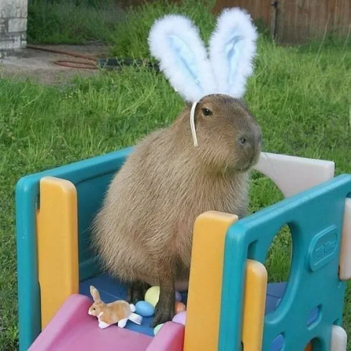50 "Important Animal Images" To Put A Smile On Your Face (New Pics)