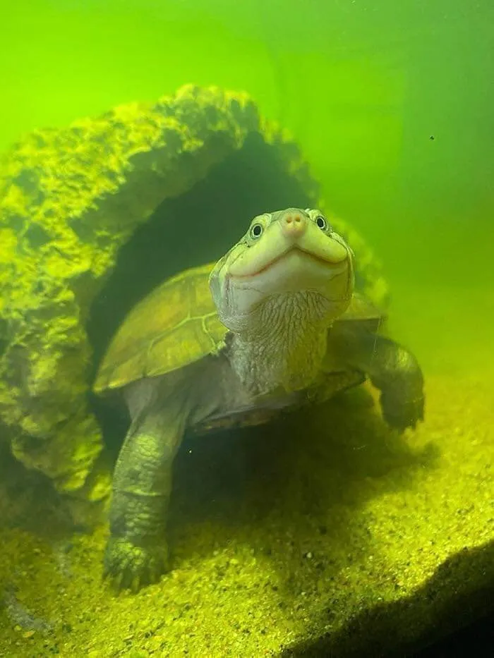 50 "Imágenes importantes de animales" que te harán sonreír (nuevas fotos)