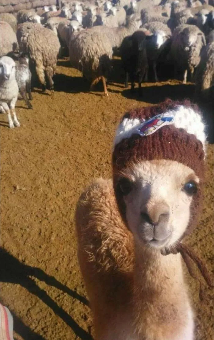 50 "Important Animal Images" To Put A Smile On Your Face (New Pics)