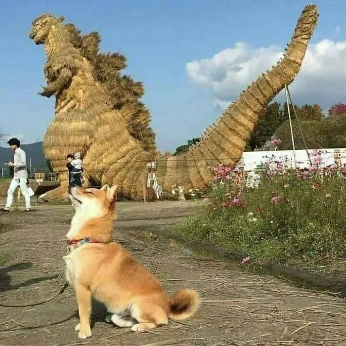 50 "Important Animal Images" To Put A Smile On Your Face (New Pics)