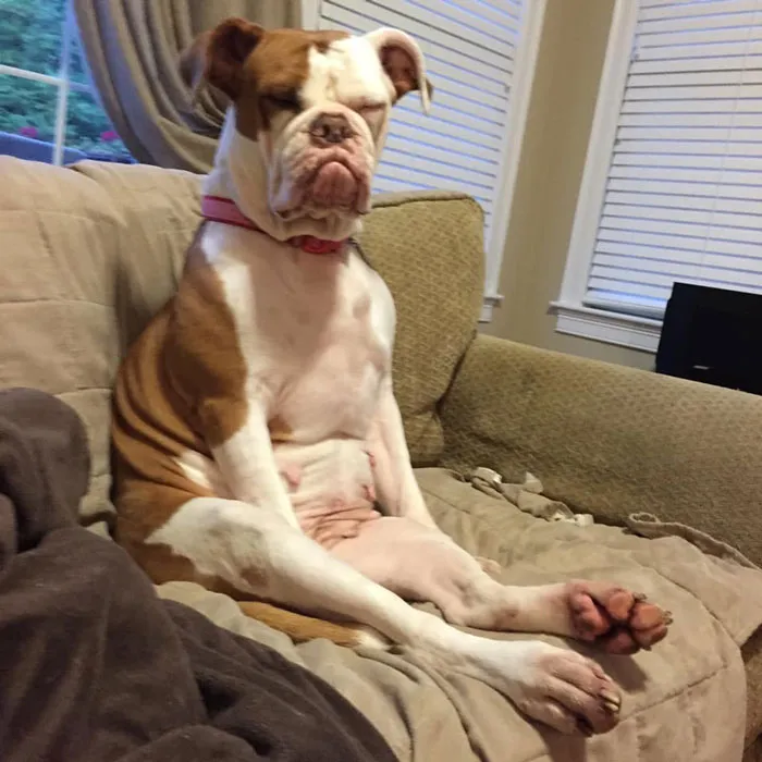 50 Fotos de perros nada favorecidos para el desafío #UnflatteringDogPhotoChallenge