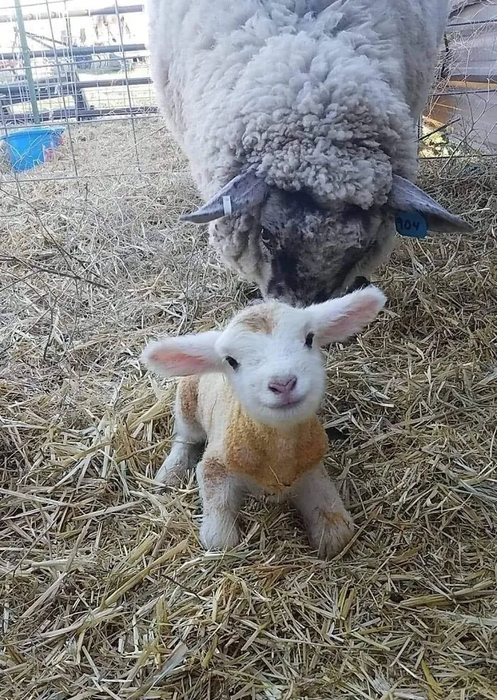 50 "Important Animal Images" To Put A Smile On Your Face (New Pics)