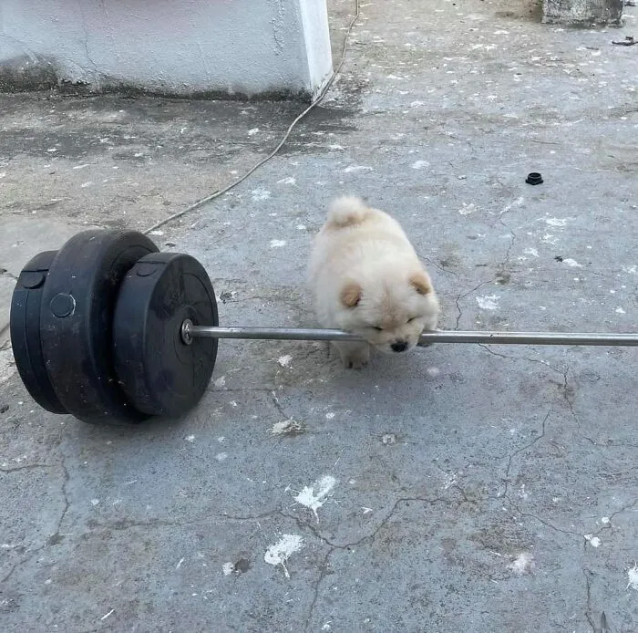 50 "Important Animal Images" To Put A Smile On Your Face (New Pics)