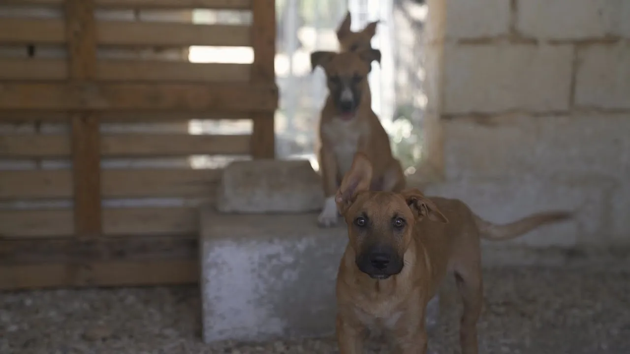 Enpa Latiano Documentary