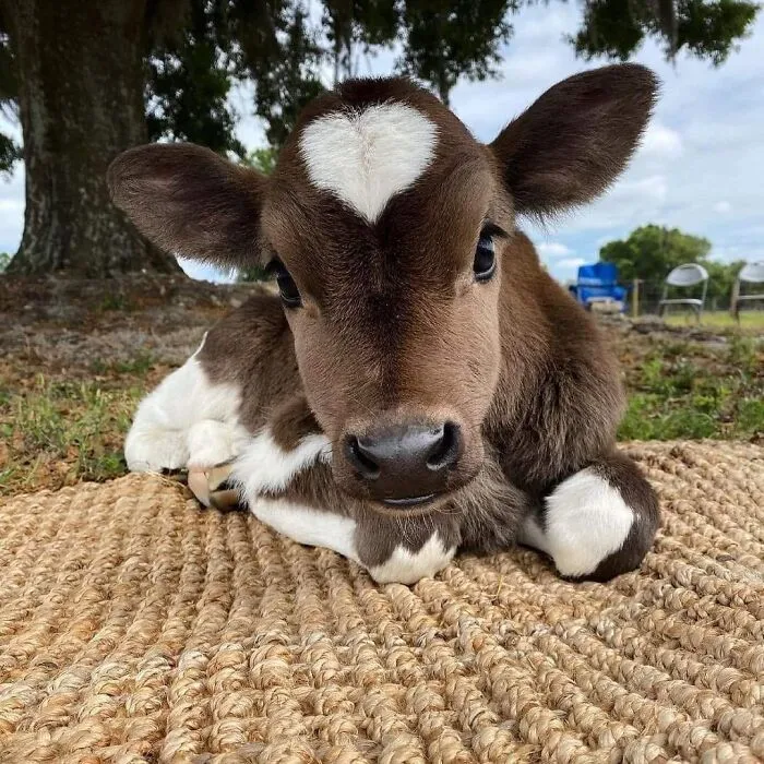 50 "Important Animal Images" To Put A Smile On Your Face (New Pics)