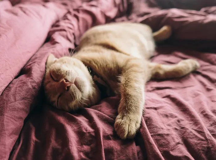 30 Actos increíblemente amables que las mascotas hicieron por sus dueños y que demuestran que el amor de una mascota no tiene límites