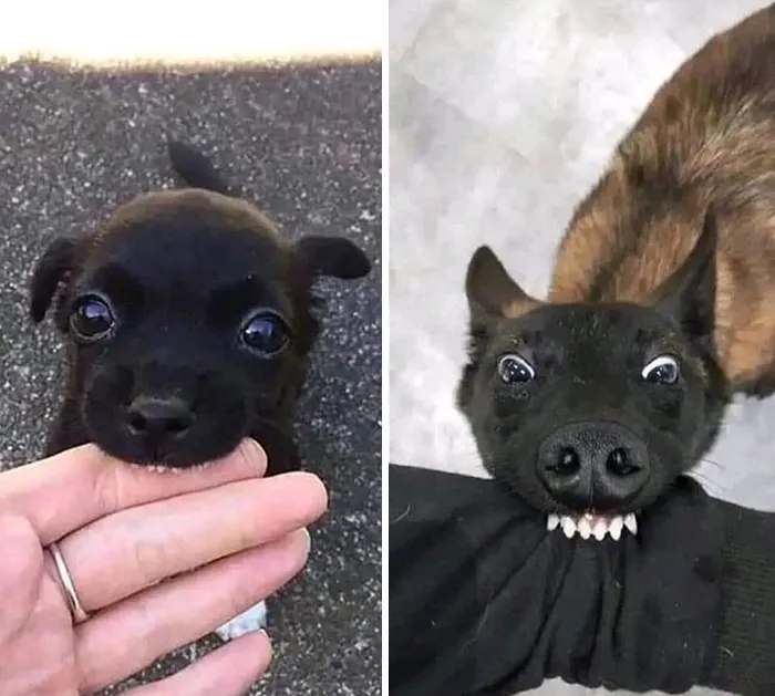 50 "Important Animal Images" To Put A Smile On Your Face (New Pics)