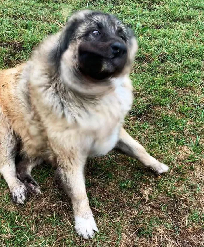 50 Moments Of Dogs Malfunctioning And Their Humans Failing To Resist The Urge To Document It For The #UnflatteringDogPhotoChallenge (New Pics)
