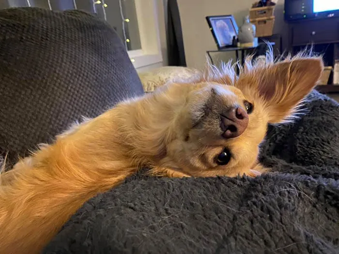 50 Moments Of Dogs Malfunctioning And Their Humans Failing To Resist The Urge To Document It For The #UnflatteringDogPhotoChallenge (New Pics)