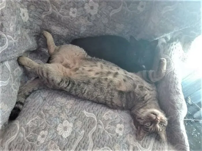 Siesta.............