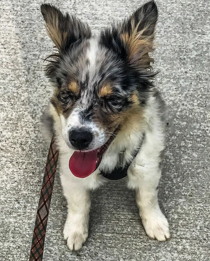 Rocco Just Enjoying His Walk