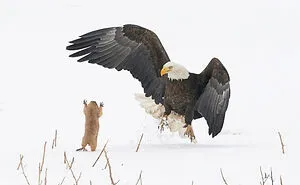 2021 Comedy Wildlife Photography Awards Contestants Once Again Proved That Wildlife Can Be Pretty Hilarious (11 Pics)