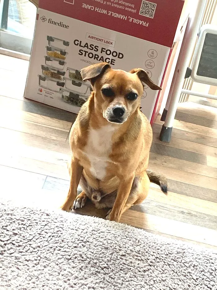 Can I Have A Bite? Please!  So Hungry... -Buster, 9, Watching Dad Eat.