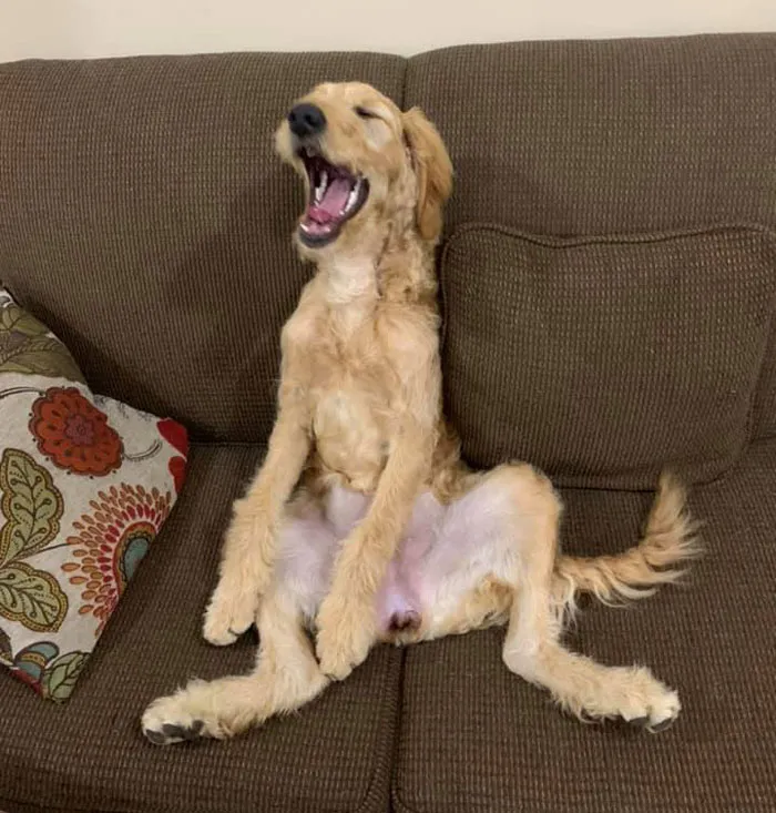 50 Moments Of Dogs Malfunctioning And Their Humans Failing To Resist The Urge To Document It For The #UnflatteringDogPhotoChallenge (New Pics)