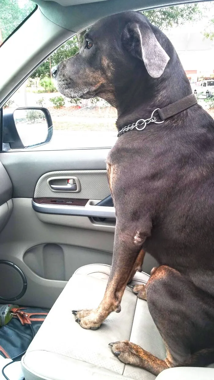 Achilles Knows We Are Headed To The Dog Park