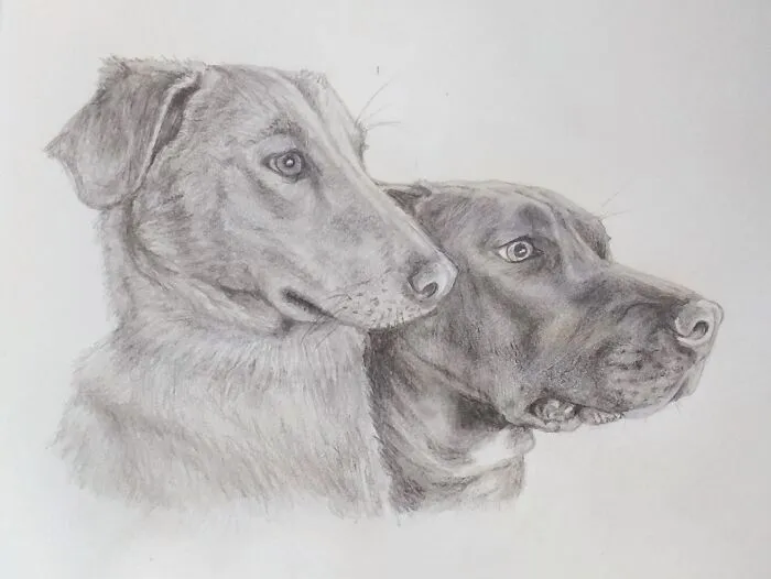 My Pup And My Friend's Pup.