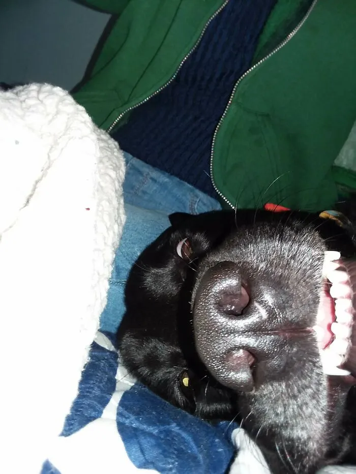 What My Dog Looks Like Laying On His Side