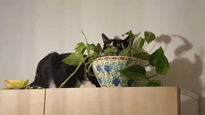 Bamba Sees The (Kitchen) Light