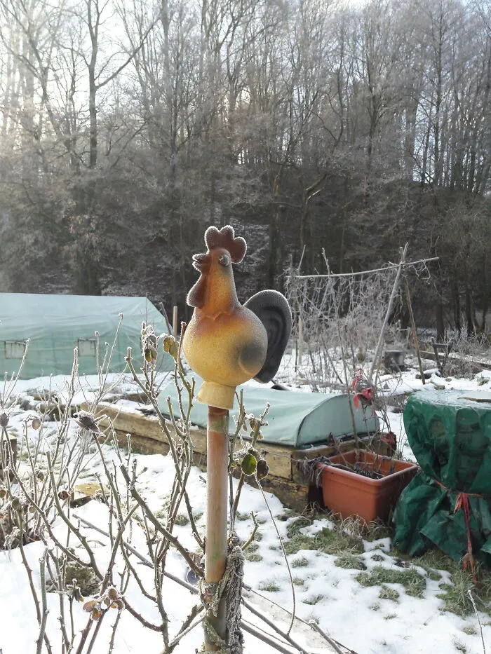 10th - My Garden In January 2020