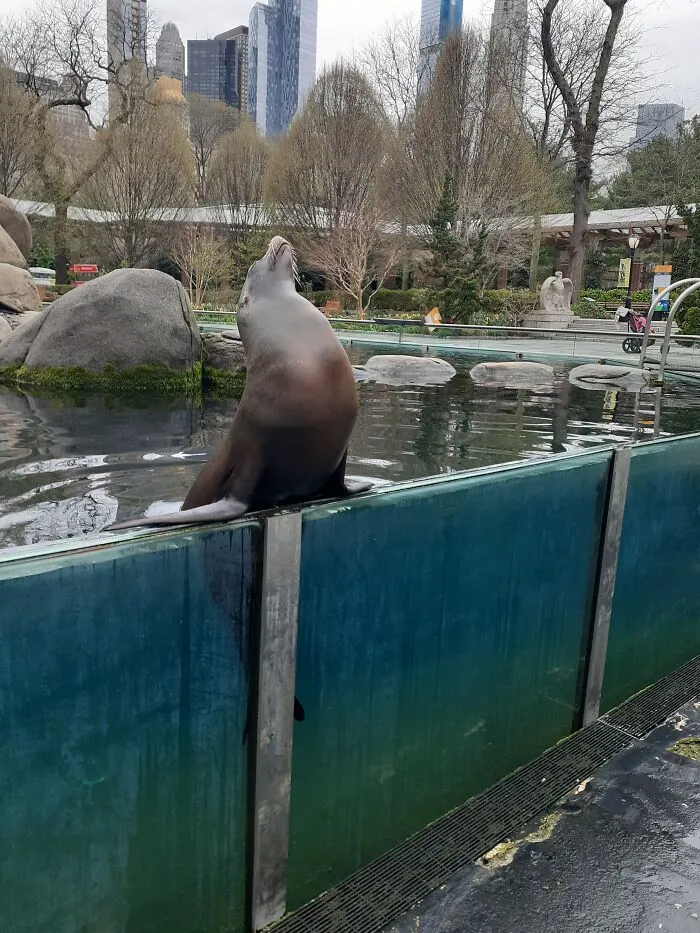 Sassy Seal Posing