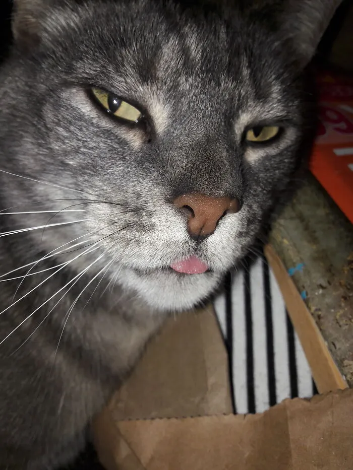 Mid-Photoshoot To Capture The Tongue Of "Ooh You Found An Itch!"