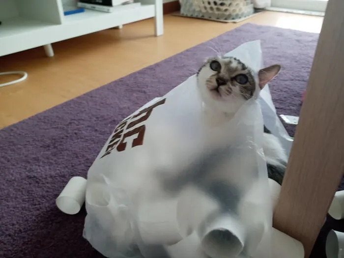 Let Me Out!!!