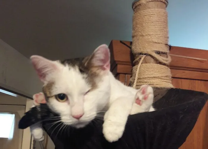 Captain Says Hi