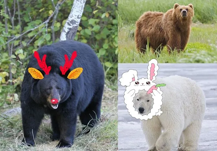 Bears