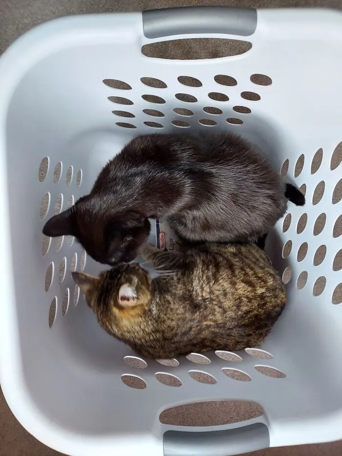 Consulting One Another On How To "Help" With Laundry Today...