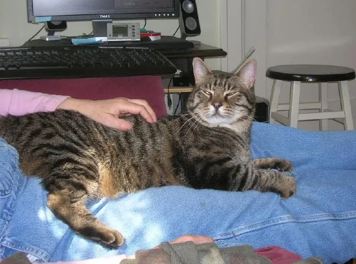 30 Actos increíblemente amables que las mascotas hicieron por sus dueños y que demuestran que el amor de una mascota no tiene límites