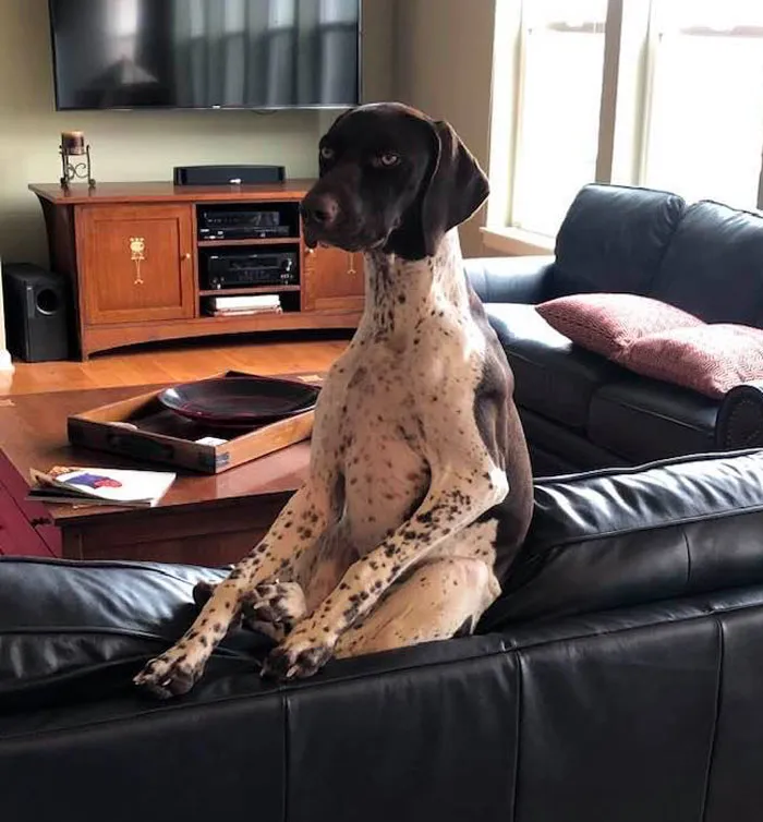 50 Fotos de perros nada favorecidos para el desafío #UnflatteringDogPhotoChallenge