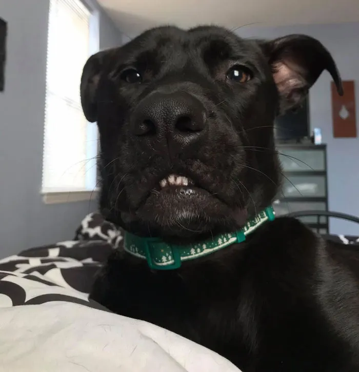 Unflattering-Dog-Photo-Challenge-Facebook-Pt2