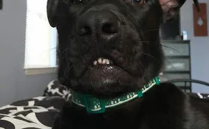 50 Moments Of Dogs Malfunctioning And Their Humans Failing To Resist The Urge To Document It For The #UnflatteringDogPhotoChallenge (New Pics)