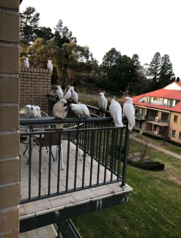 One Minute Prior, I Left A Sandwich Unattended. *edited To Add That This Was In Leura, New South Wales