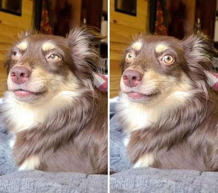 50 Moments Of Dogs Malfunctioning And Their Humans Failing To Resist The Urge To Document It For The #UnflatteringDogPhotoChallenge (New Pics)