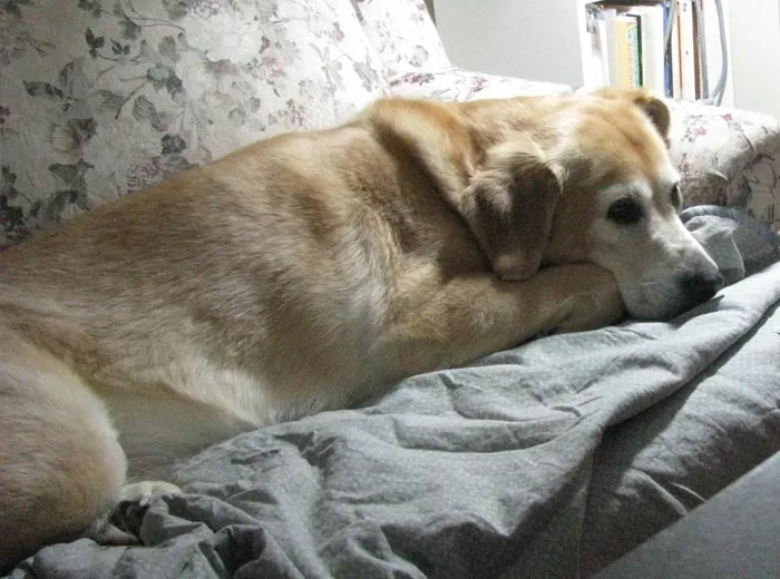 30 Actos increíblemente amables que las mascotas hicieron por sus dueños y que demuestran que el amor de una mascota no tiene límites