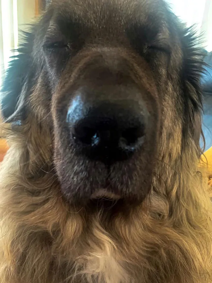 50 Fotos de perros nada favorecidos para el desafío #UnflatteringDogPhotoChallenge