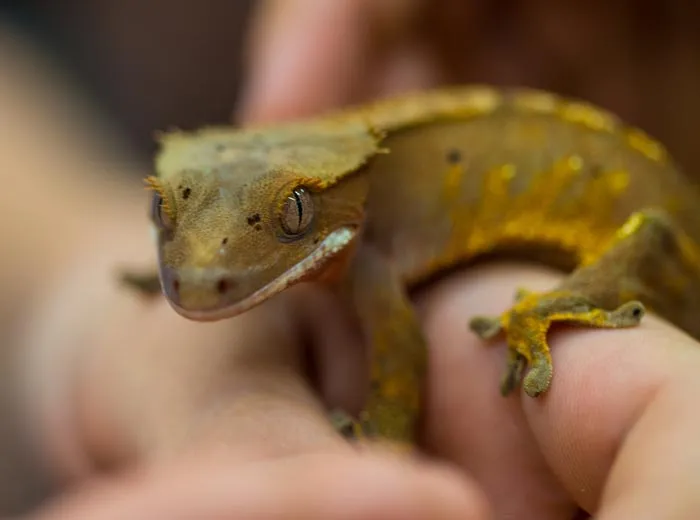 30 Incredibly Kind Acts Pets Did For Their Owners That Prove A Pet's Love Has No Limits