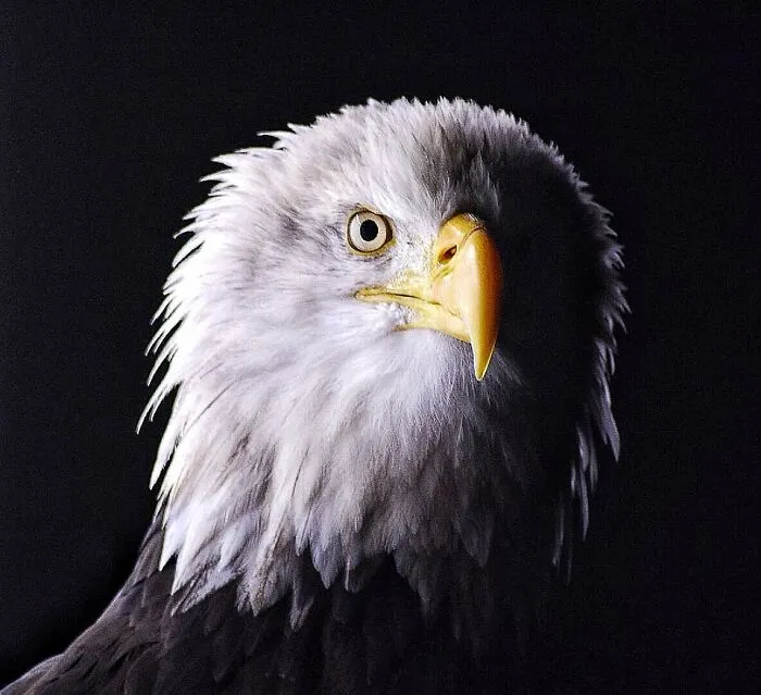 Meet Pilgrim Who Opened An Exhibition On Wildlife Photography At The Museum Where I Work!