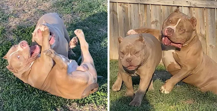50 Moments Of Dogs Malfunctioning And Their Humans Failing To Resist The Urge To Document It For The #UnflatteringDogPhotoChallenge (New Pics)