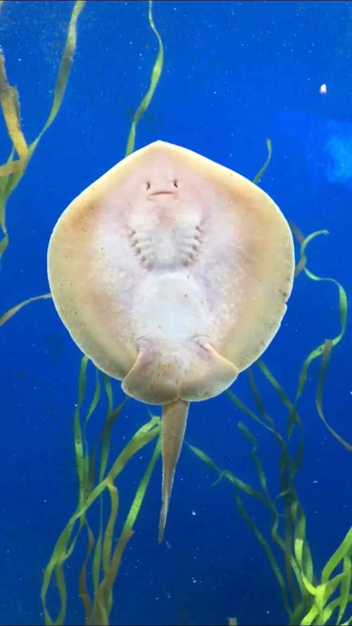 At An Aquarium...
